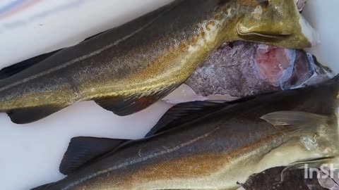 Boat trip with some fishing.