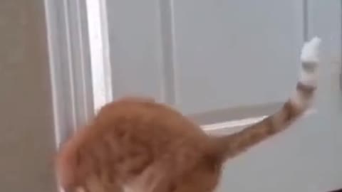 Funny clips of cats are very funny