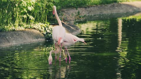 Flamingo, flamingos are dancing birds