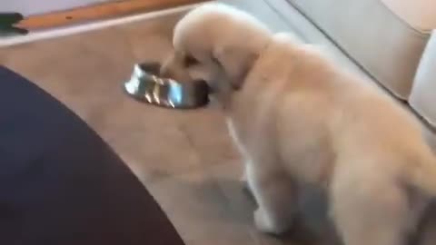 So Cute Puppy _ Hungry_ Golden retriever [smart puppy]