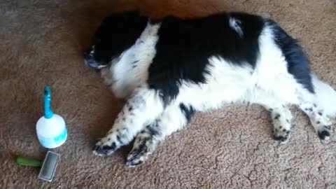 Diva Newfoundland loves being brushed