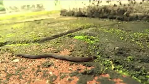 world`s smallest snake at all time