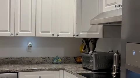 Cat in the kitchen