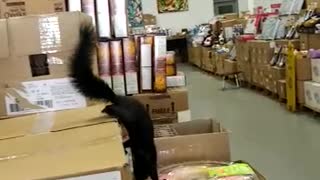 Squirrel Surprises Shopper Inside Store