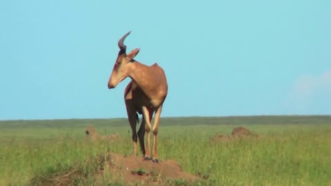 A topi African antelope standing on top of an anthill
