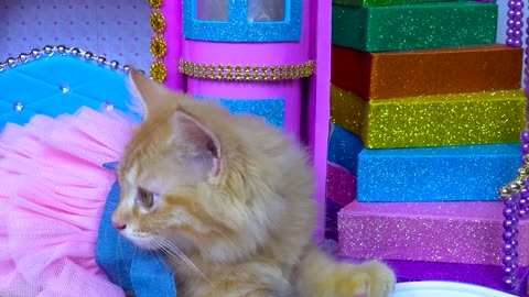 Rescue Kittens On Rocks - Make Super Beautiful Cardboard Houses For Kittens