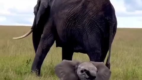 Cute baby elephant having fun #shorts #shortvideo #video #virals #videovira