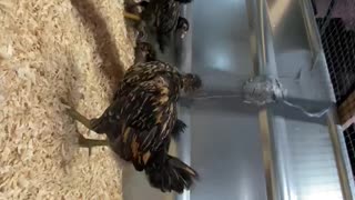 Week 5 Chicks