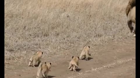 Cute lion s Cubs Meet his Dad viral