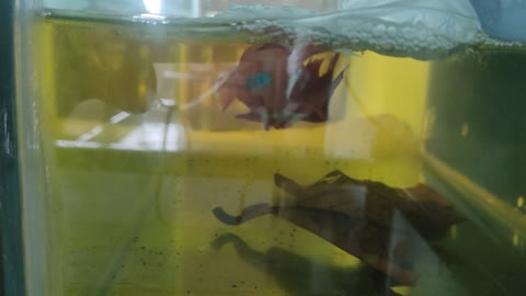 Bettaz(fighter) fish breeding