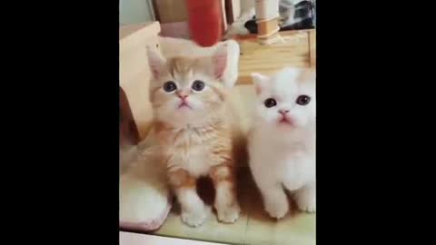 Cute cats 🐈 funny cat