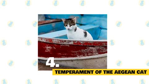 Aegean Cats 101 Fun Facts & Myths