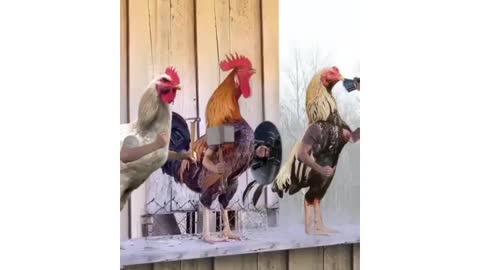 Chickens Assemble 😂😂