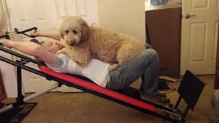 Golden doodle workout