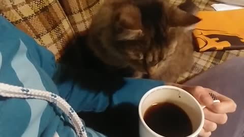 Cat Tries to Steal Coffee.