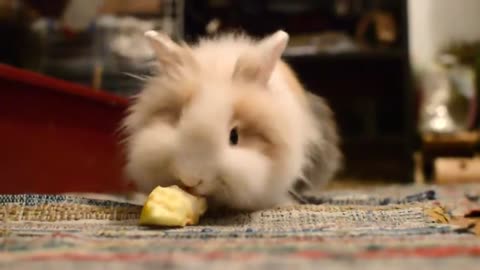 Bunny eating an apple