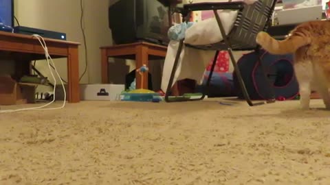 WHAT MY CAT DOES WHEN I EXERCISE |