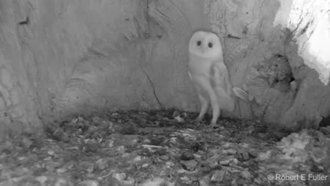 The barn owl hear thunder sound for first time