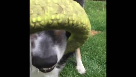 Funny and weird Border Collie habits! .... Super Sophie