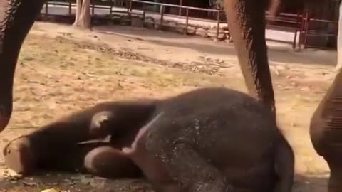 How Cute is The Elephant Baby #short #animal #elephent #wild #shortvideo