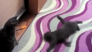 the cat sticks to the cat
