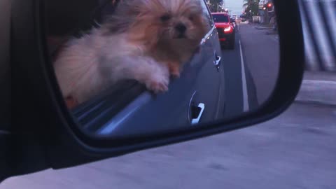 Shihtzu Ride