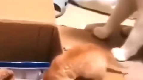 Amazing little Kitten | Funny Cat Video Clips