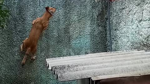 Parkour Pup