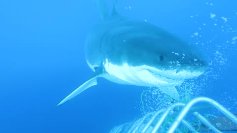 Scuba Diver has the Shark experience of a lifetime