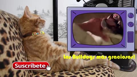 Los Videos más graciosos de Gatos jugando