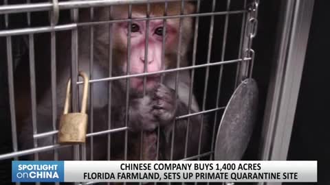 Chinese company buys 1,400 acres Florida farmland, sets up primate quarantine site