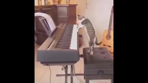 Guitarist’s duet with pet cat ‘playing’ the piano