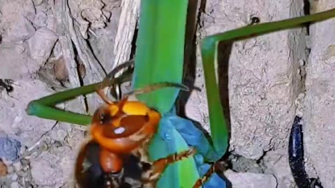 ¡AMAZING! A MANTIS DEVOURS A HORNET WHILE ANOTHER HORNET WITH ITS SHARP JAWS CUTS THE MANTIS IN HALF