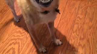 Dog stops and smiles