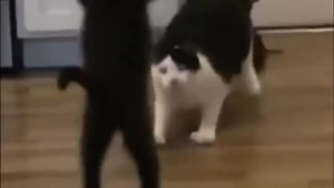 Cat wwe moves
