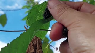 Backyard Mulberry Picking