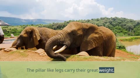 elephant toothpaste - simple live for an elephant - kinds of elephants