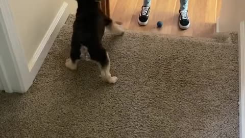 Pup Passes the Ball Back