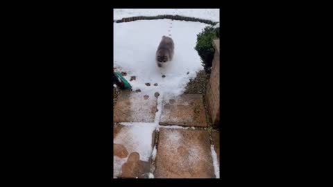Animals moving through the snow