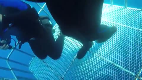 Great white shark swims into cage