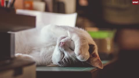 What Your Cat's Sleeping Position Reveals About Them, Their Health and Personality