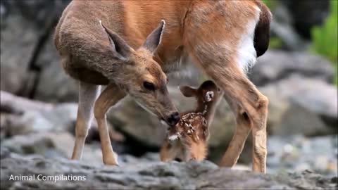 Baby deer & her mother