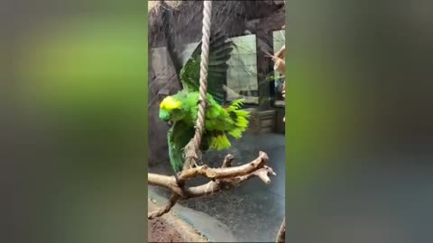 Parrot bathing in the rain