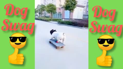 Dog Skat like This | watch The Awesome Skating video Of Dog
