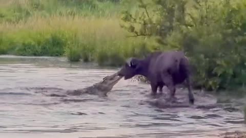Jaw-Dropping Attack: Crocodile Snatches Buffalo's Face in a Gruesome Display of Power