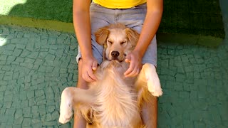 Canine Massage