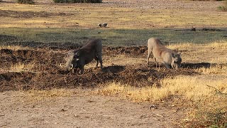 Warthogs digging, Chobe, Botswana, Africa