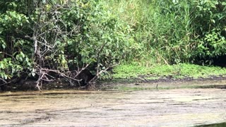 Raccoon foraging along the river