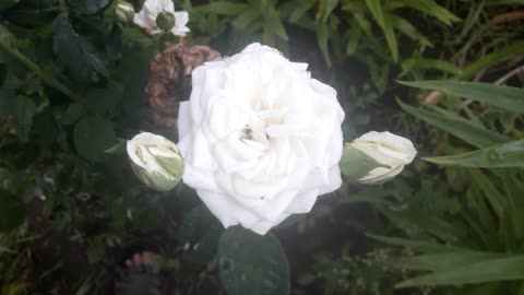 White rose with gentlemen