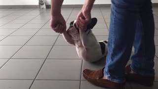 Super lazy pup gets dragged around the house